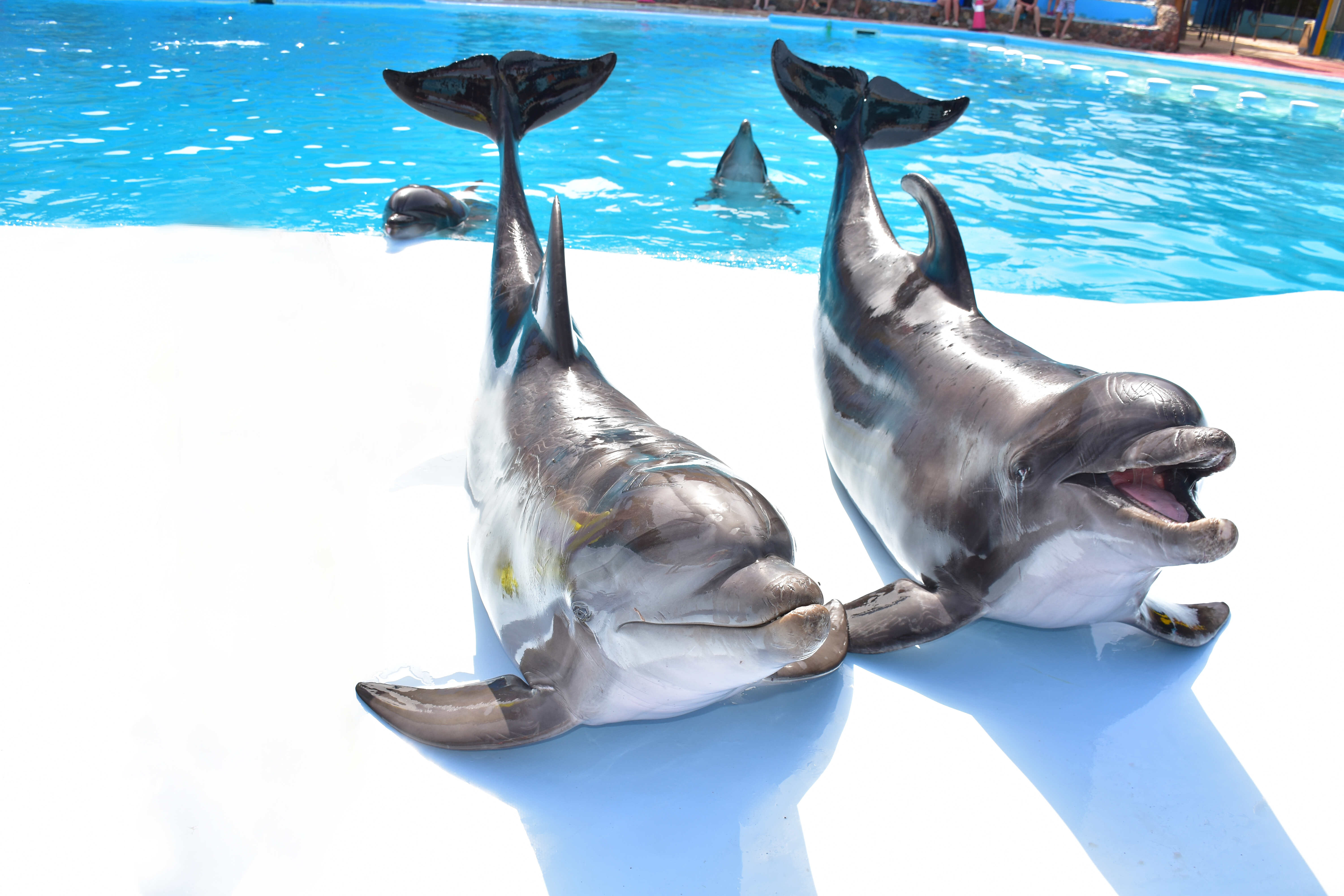 Swimming With Dolphins