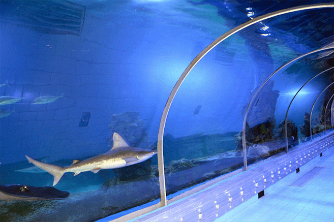 Grand Aquarium Interior View with Marine Life