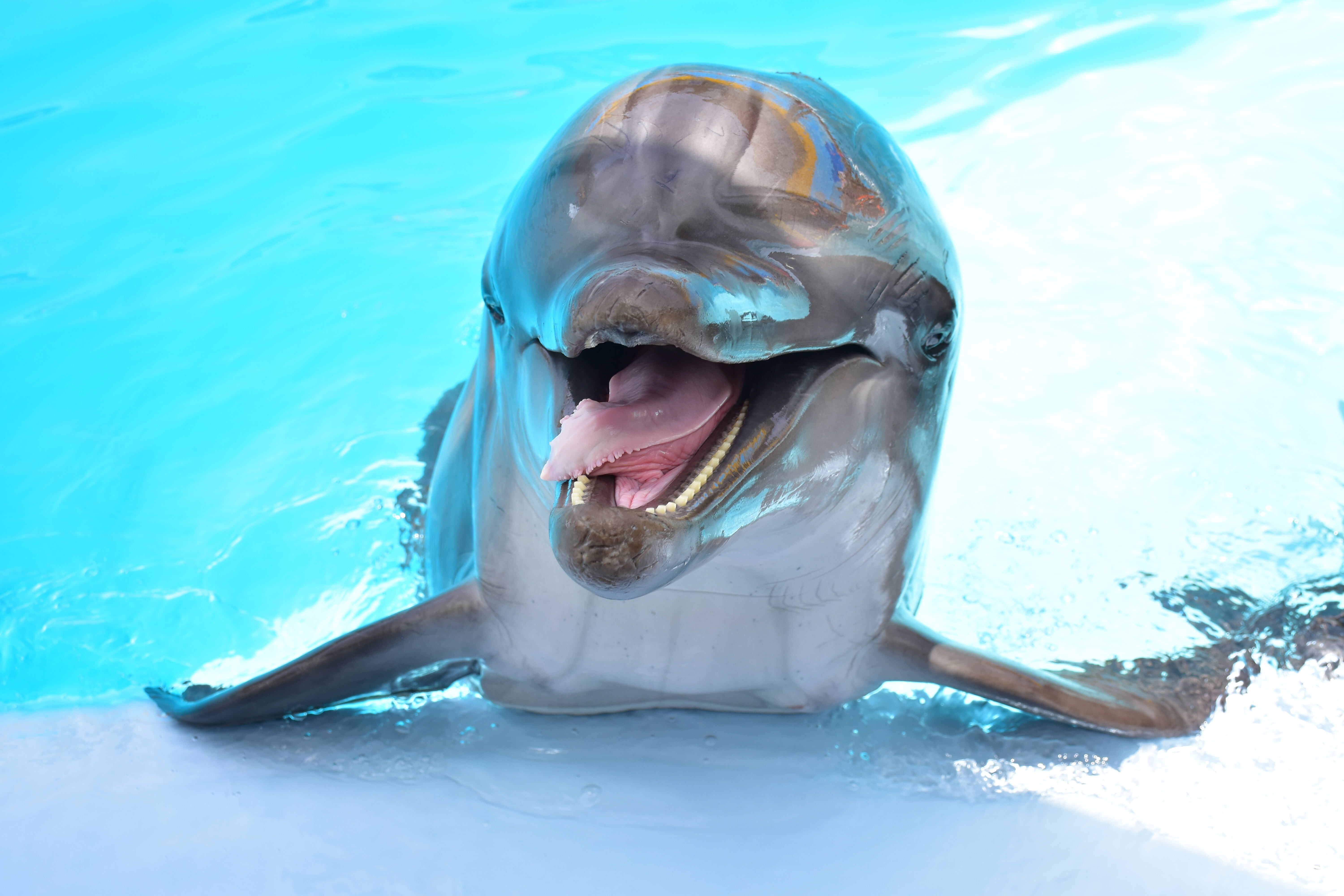 Dolphin Show