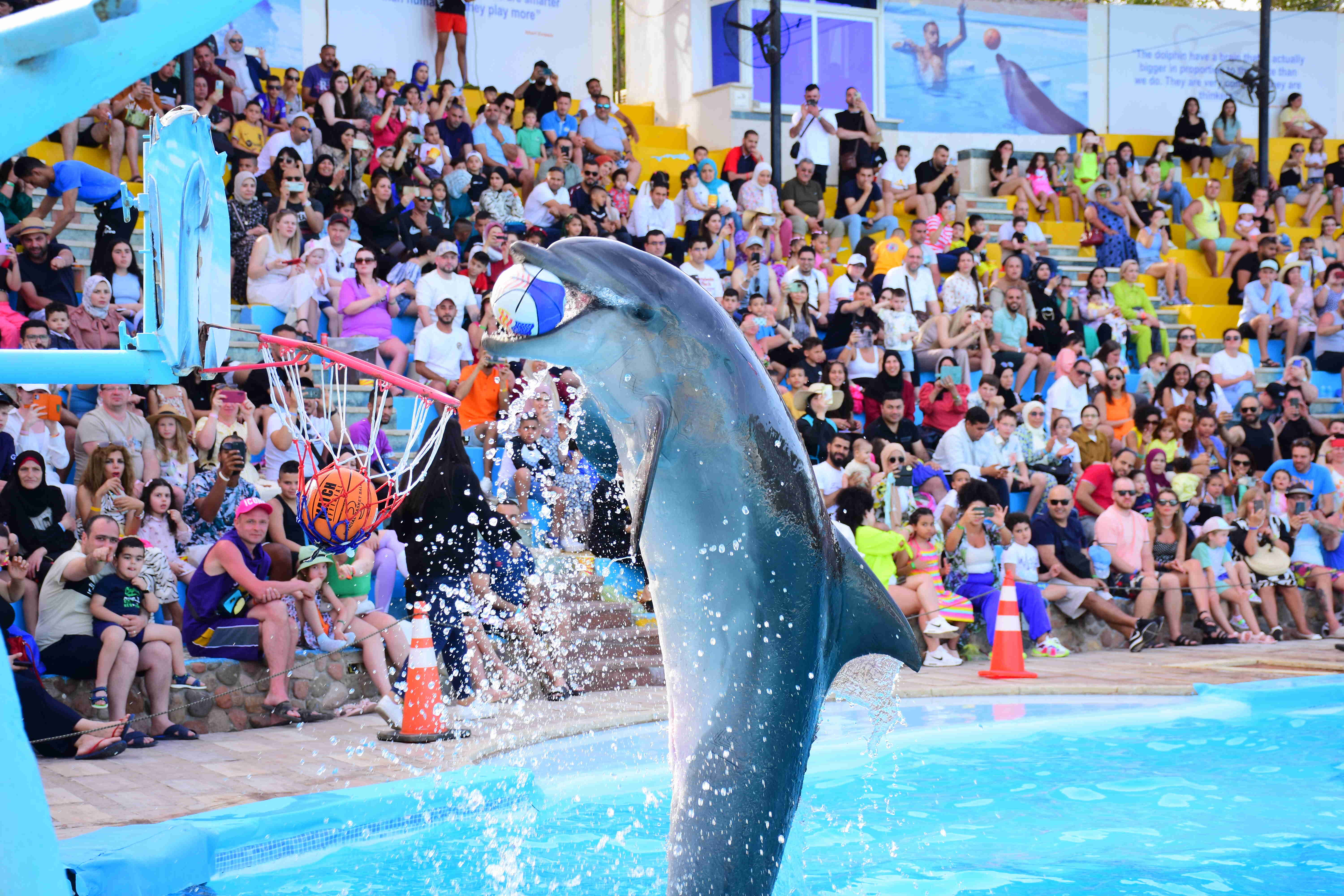 Dolphin Show